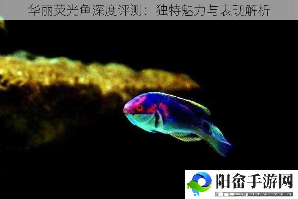 华丽荧光鱼深度评测：独特魅力与表现解析