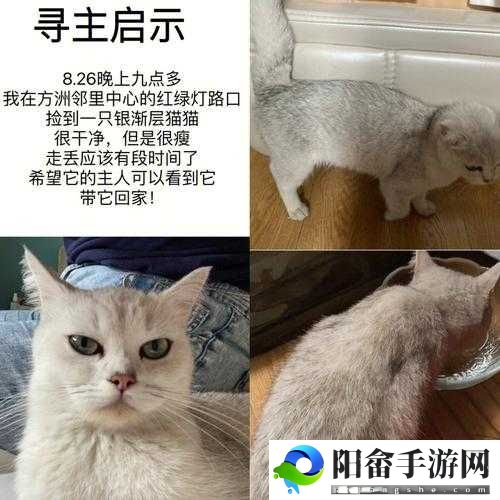 猫咪找不到了怎么办：主人很着急