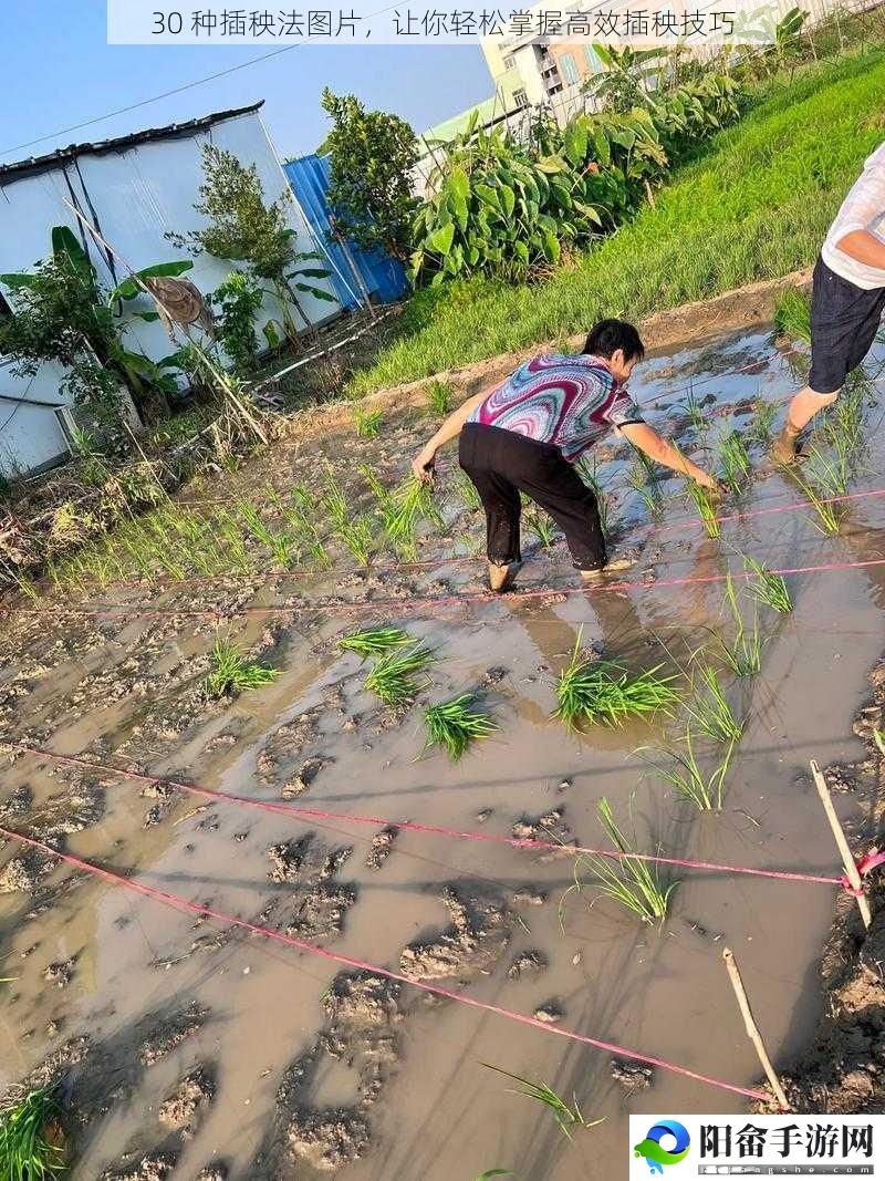 30 种插秧法图片，让你轻松掌握高效插秧技巧