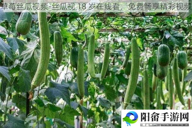 草莓丝瓜视频-丝瓜视 18 岁在线看，免费畅享精彩视频