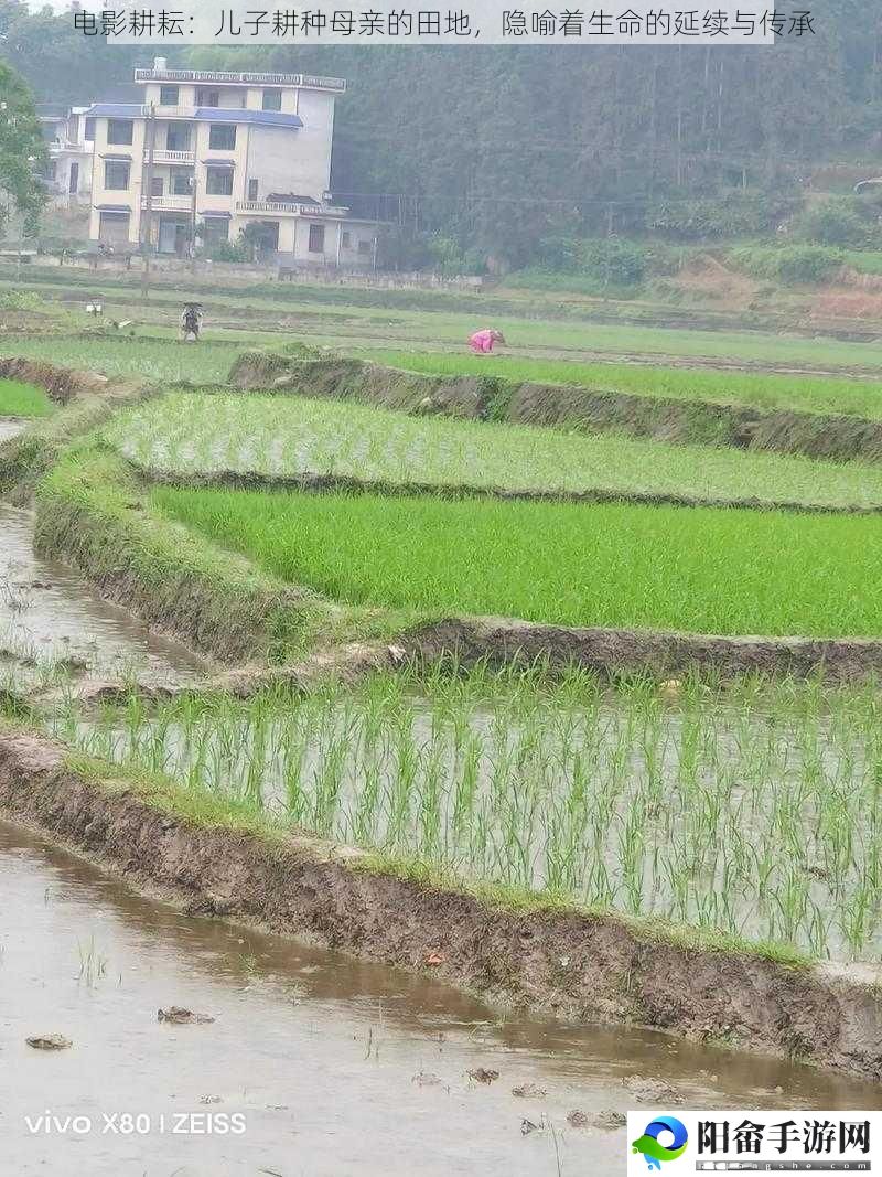 电影耕耘：儿子耕种母亲的田地，隐喻着生命的延续与传承