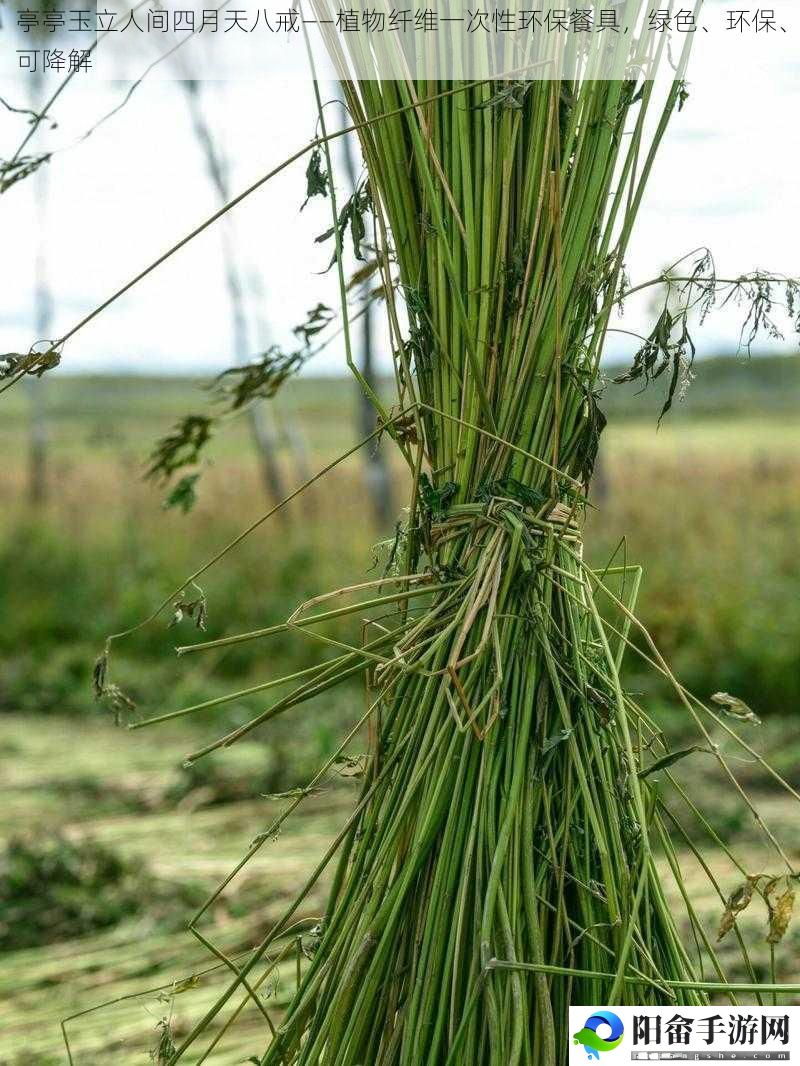 亭亭玉立人间四月天八戒——植物纤维一次性环保餐具，绿色、环保、可降解