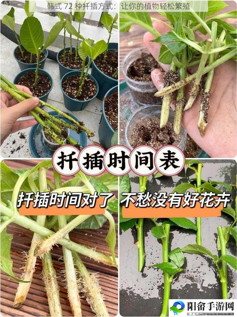 韩式 72 种扦插方式：让你的植物轻松繁殖