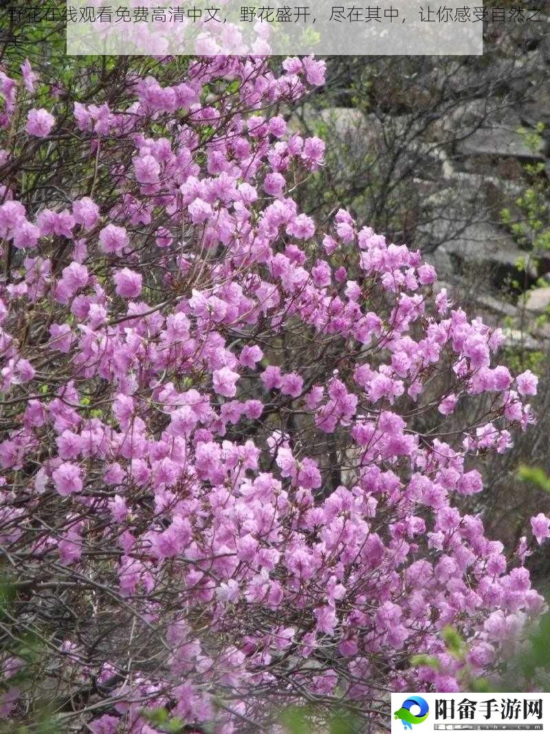 野花在线观看免费高清中文，野花盛开，尽在其中，让你感受自然之美