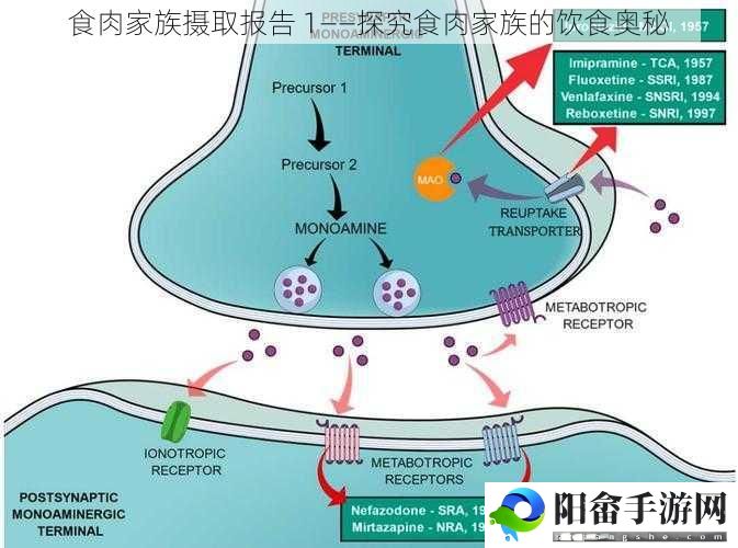 食肉家族摄取报告 1——探究食肉家族的饮食奥秘