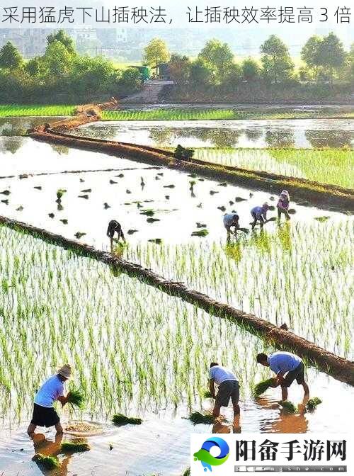 采用猛虎下山插秧法，让插秧效率提高 3 倍