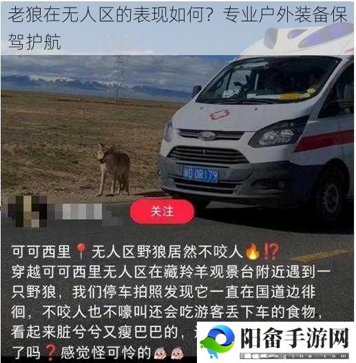 老狼在无人区的表现如何？专业户外装备保驾护航