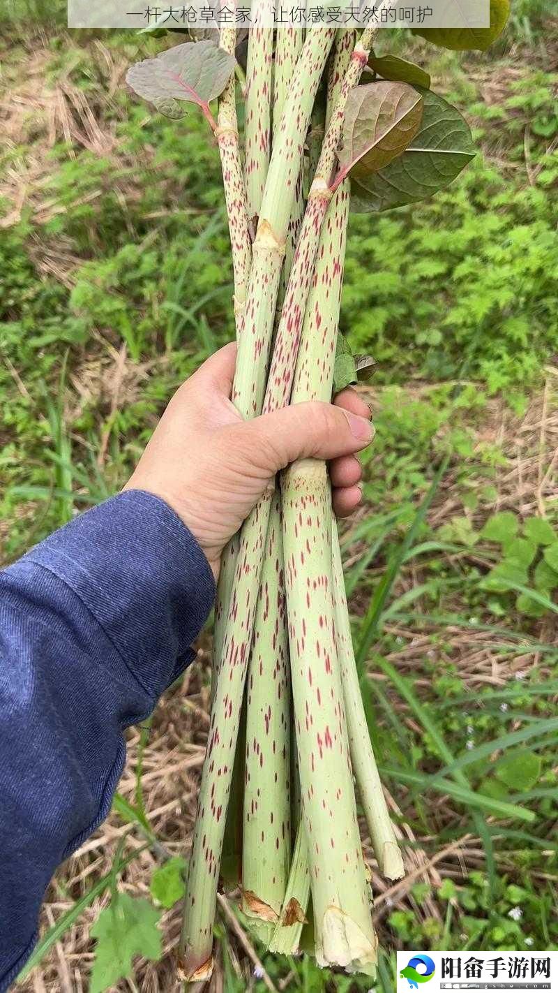 一杆大枪草全家，让你感受天然的呵护