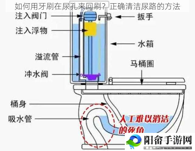 如何用牙刷在尿孔来回刷？正确清洁尿路的方法