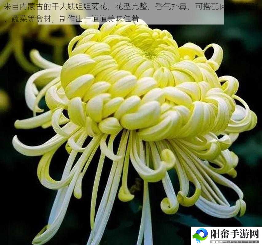 来自内蒙古的干大姨姐姐菊花，花型完整，香气扑鼻，可搭配肉类、海鲜、蔬菜等食材，制作出一道道美味佳肴