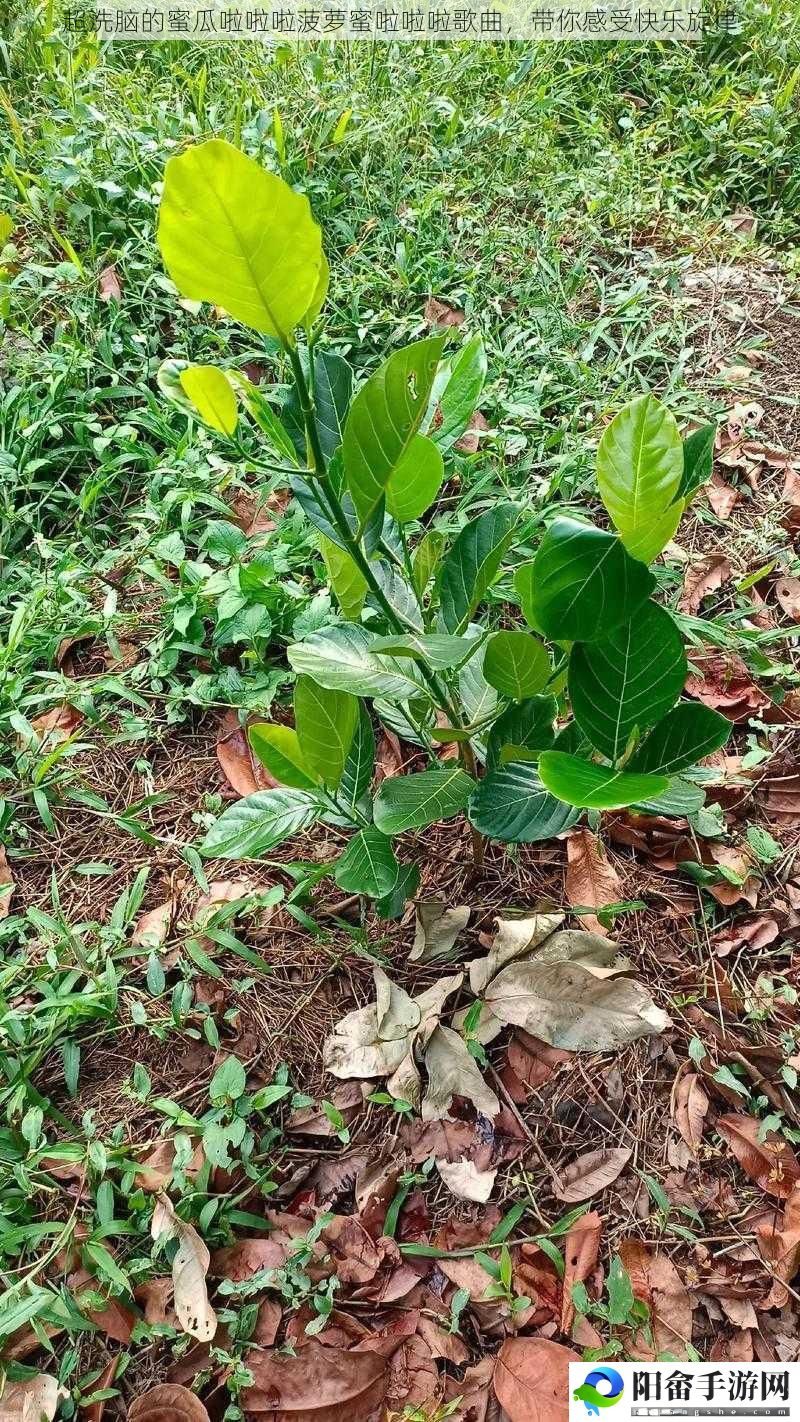 超洗脑的蜜瓜啦啦啦菠萝蜜啦啦啦歌曲，带你感受快乐旋律