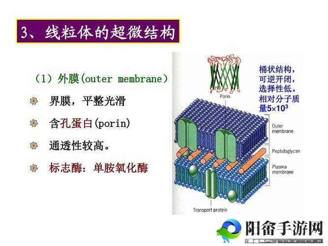 porin141516：细菌孔蛋白的奥秘