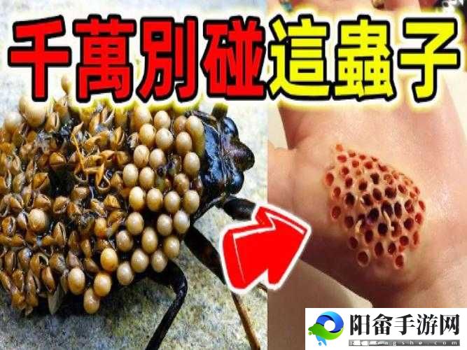 100 种禁用视频软件下载：不可触碰的禁区