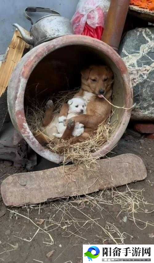 鼓蓬蓬的牦户之乐：独特的欢乐体验