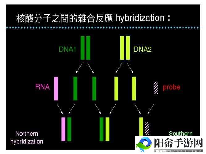 DNA 非特异性杂交：原理与应用探究