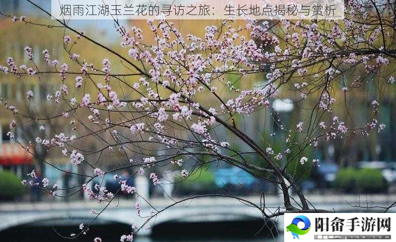 烟雨江湖玉兰花的寻访之旅：生长地点揭秘与赏析