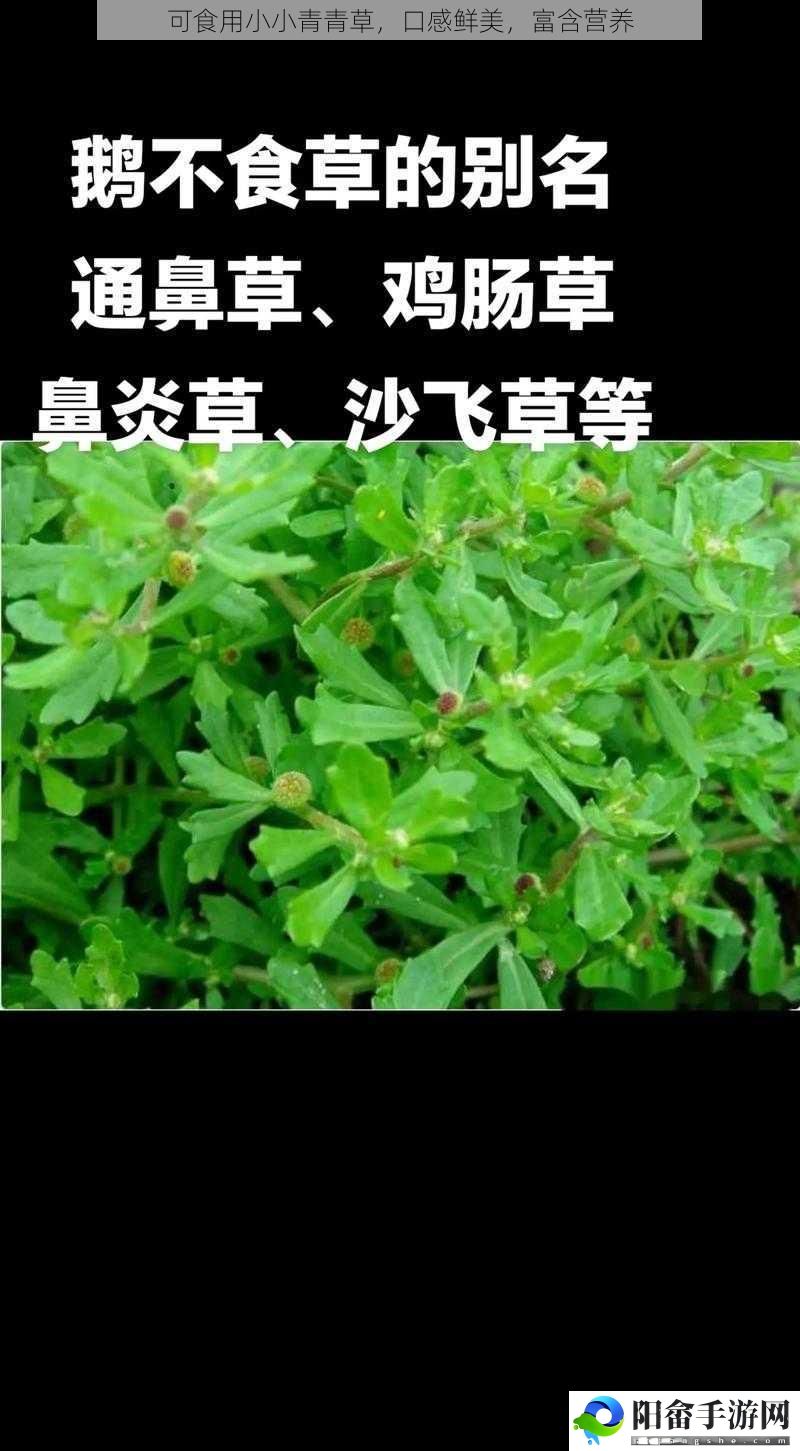 可食用小小青青草，口感鲜美，富含营养