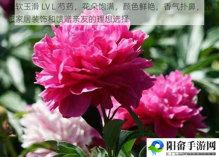 香软玉滑 LV L 芍药，花朵饱满，颜色鲜艳，香气扑鼻，是您家居装饰和馈赠亲友的理想选择