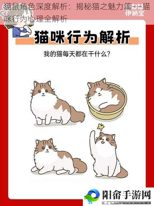 猫鼠角色深度解析：揭秘猫之魅力篇——猫咪行为心理全解析