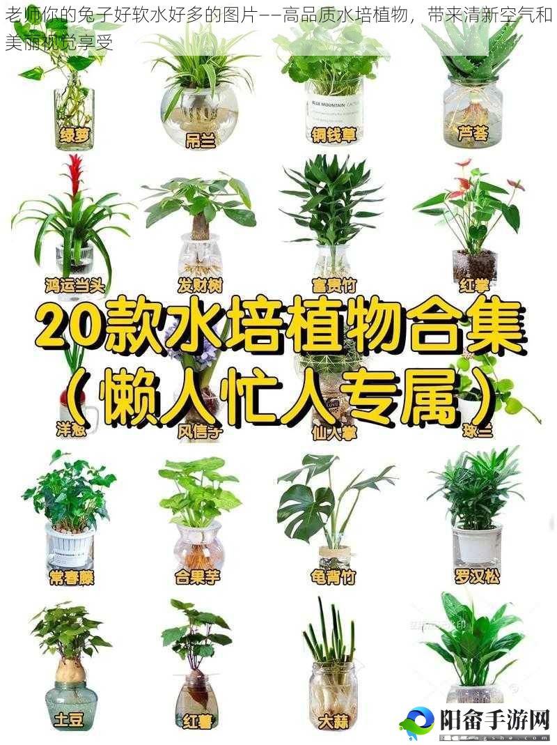 老师你的兔子好软水好多的图片——高品质水培植物，带来清新空气和美丽视觉享受