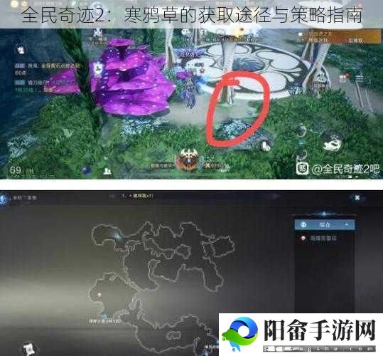 全民奇迹2：寒鸦草的获取途径与策略指南